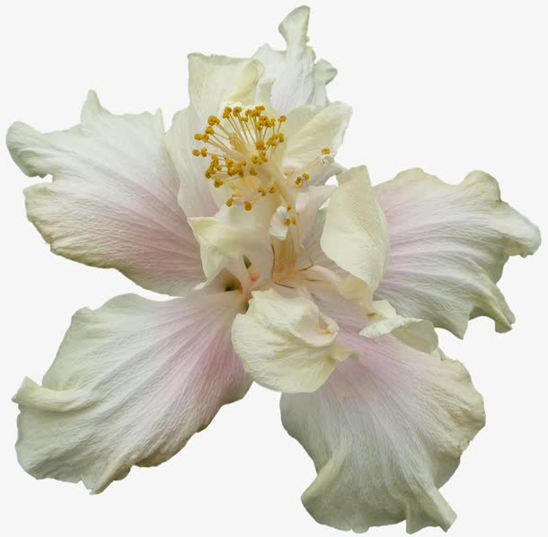 白色花朵免抠