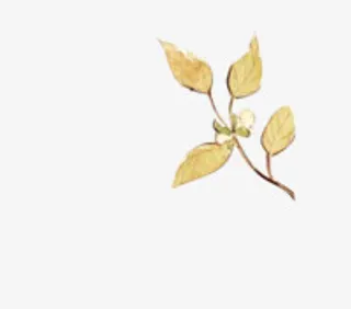 绿叶水彩绿叶免抠