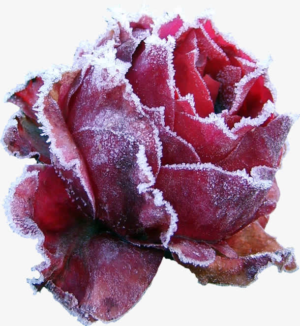 发霉状玫瑰花带枯花瓣免抠