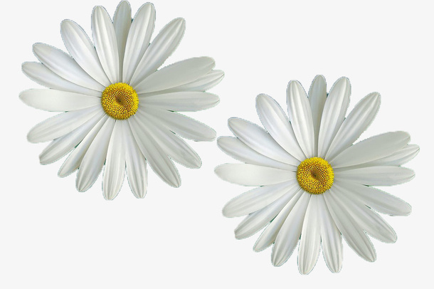 白色，雏菊，PNG，免扣，植物，元素免抠