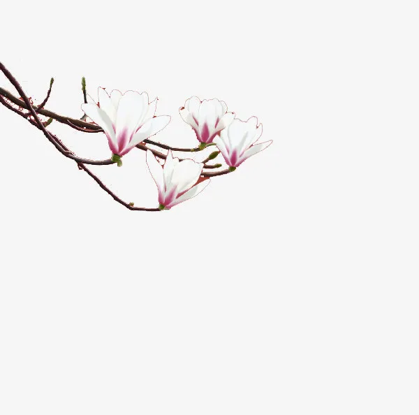 春天的玉兰花。免抠
