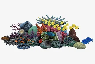 珊瑚礁素材免抠