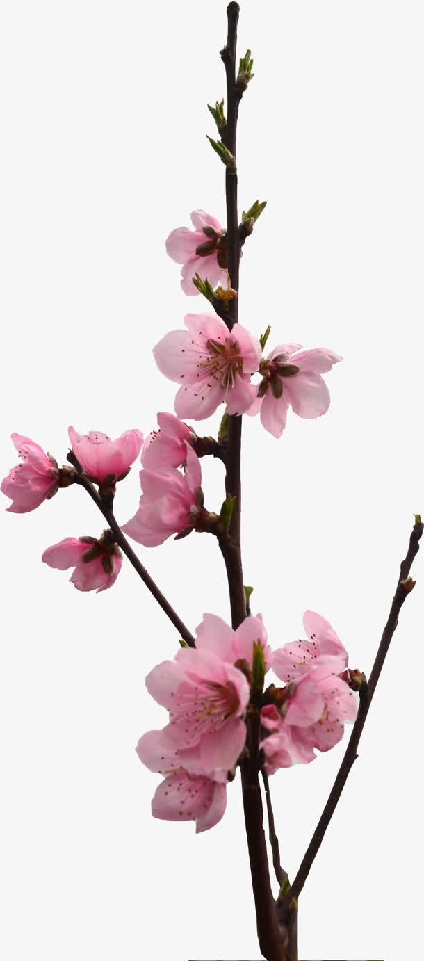 清新粉色桃花树枝装饰免抠