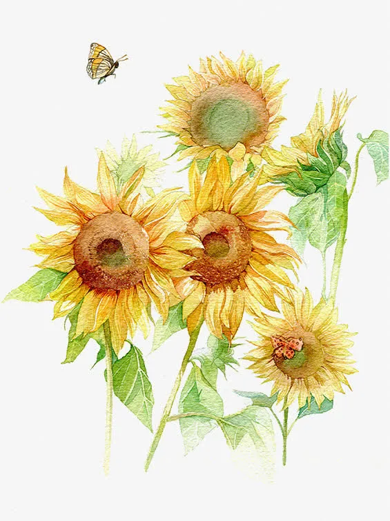 手绘花卉免抠