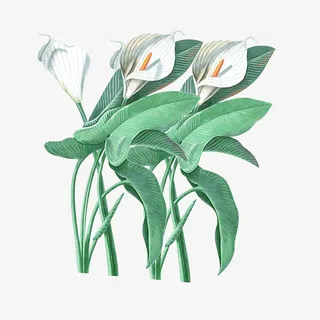 清新花卉叶子免抠动植物植物元素