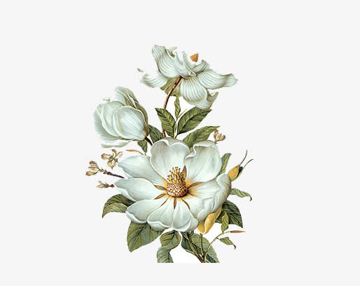 花卉免抠