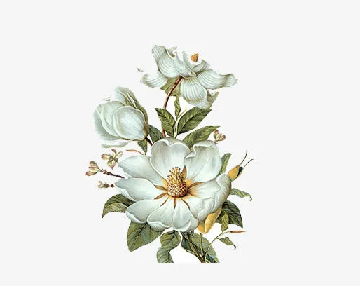 花卉免抠