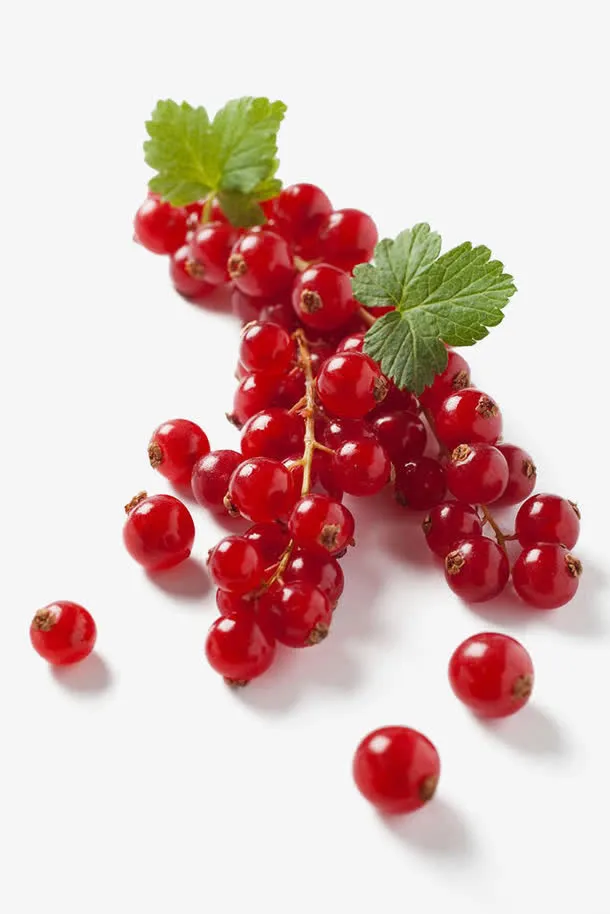 蔓越莓免抠
