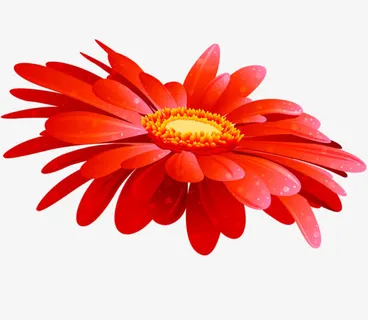 红色 花朵  黄色花蕊 png素材免抠