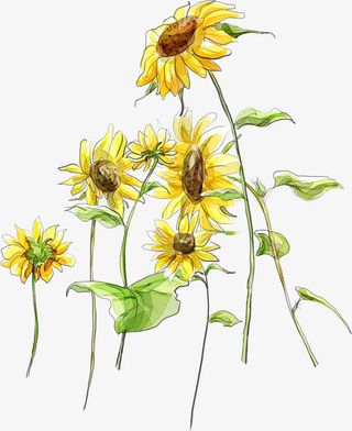 卡通手绘黄色向日葵免抠