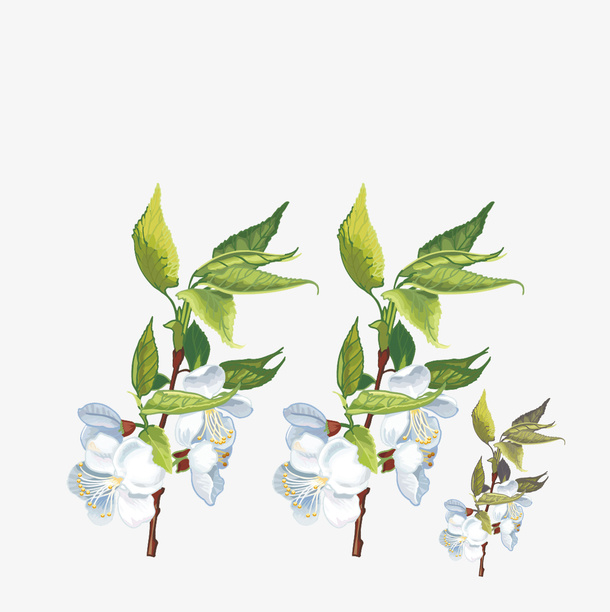 树枝免抠