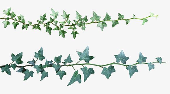 缠绕树枝藤蔓免抠