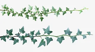 缠绕树枝藤蔓免抠