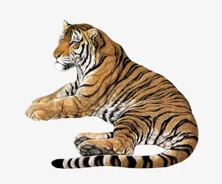 卧着的老虎免抠
