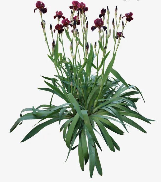 花丛免抠