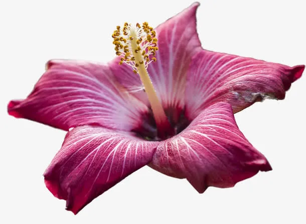 紫色花朵免抠