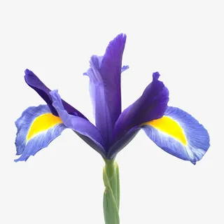 花卉透明免扣元素免抠