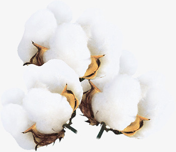 实物棉花免抠