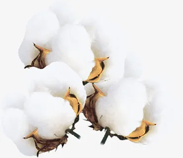 实物棉花免抠