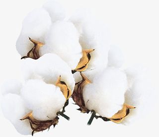 实物棉花免抠
