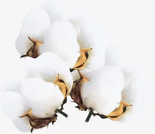 实物棉花免抠