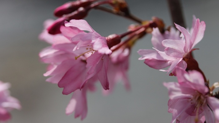 粉色樱花特写春天高清