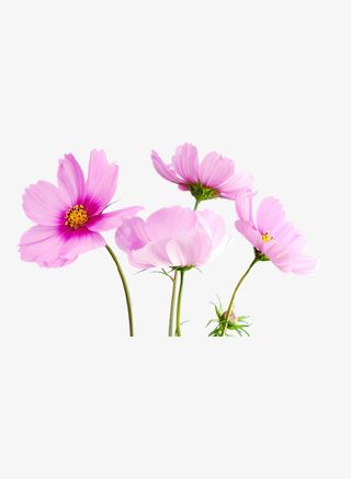 春天踏青野花粉色免抠动植物植物元素