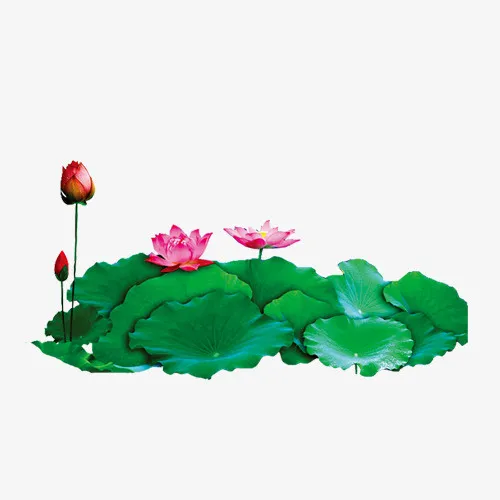 夏日荷花荷叶元素免抠