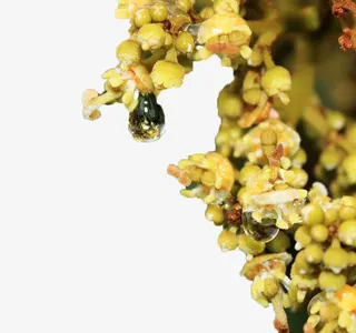 挂着露水的嫩黄色荔枝花免抠