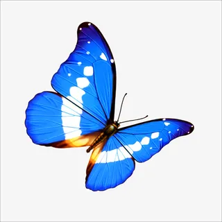 蓝色蝴蝶免抠