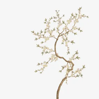 白色杏花花卉工笔国画免抠 白色杏花花卉工笔国画免抠