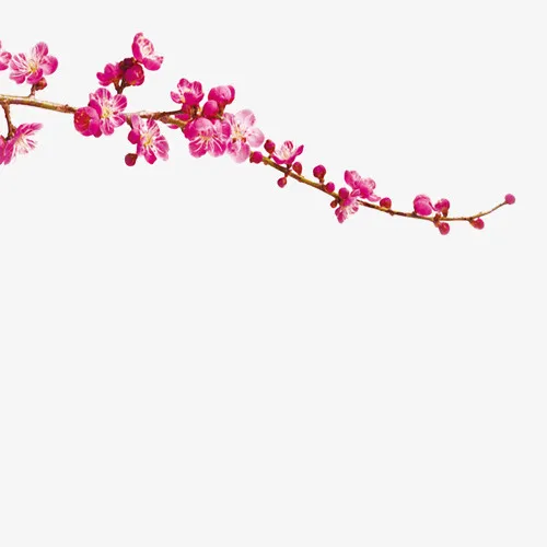 盛开的红色梅花免抠