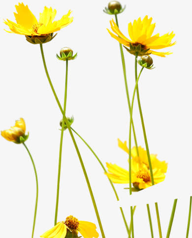 黄色菊花唯美春天免抠