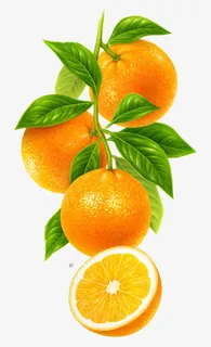 一串橙子免抠 一串橙子免抠