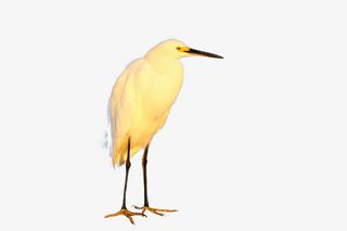 雪鹭 (白鹭图) 在日落时站在海洋附近免抠