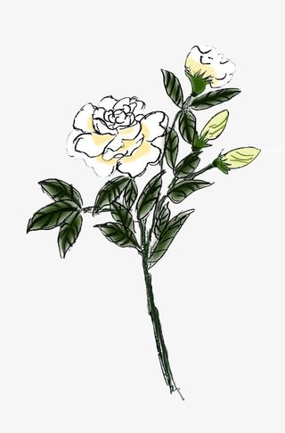 手绘山茶花免抠