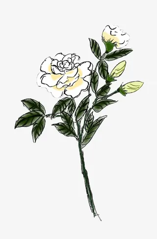 手绘山茶花免抠