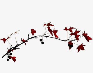 植物花卉素材花卉ps素材免抠