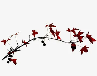 植物花卉素材花卉ps素材免抠