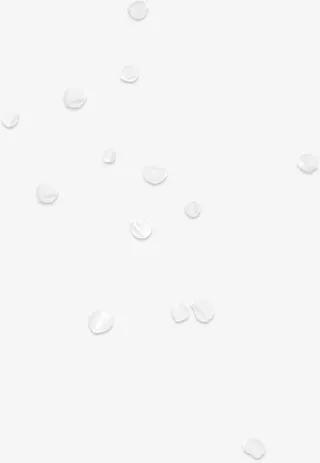 散落白色花瓣免抠