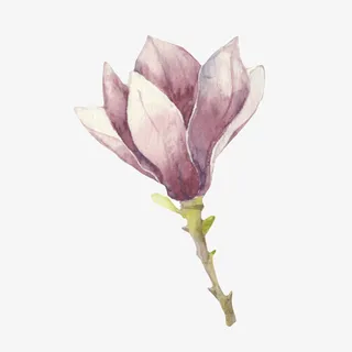 紫色带香味油墨斑驳的玉兰花瓣手免抠