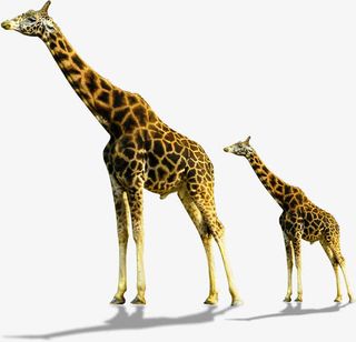 高清春季动物插图长颈鹿免抠