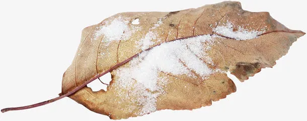 白雪树叶免抠