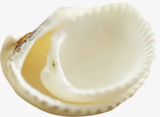 夏日贝壳效果白色图免抠