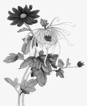 水墨菊花免抠