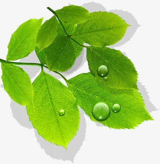 春天绿叶漂浮水滴免抠