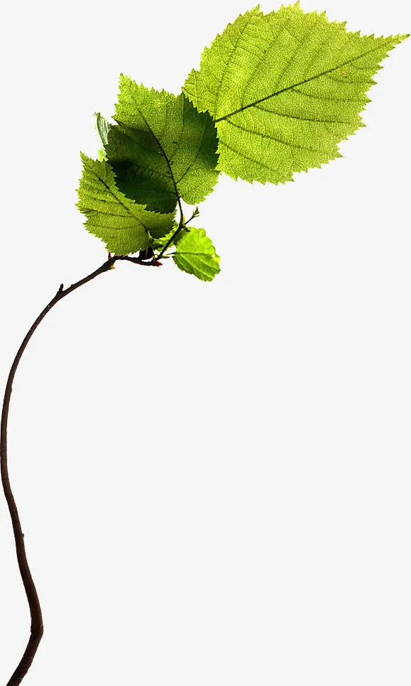 树木叶子免抠