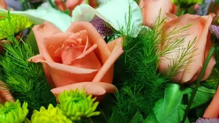 520礼物粉色玫瑰花高清