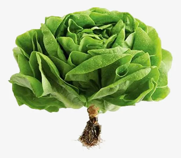 绿色蔬菜图片免抠