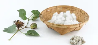 棉花背景装饰高清